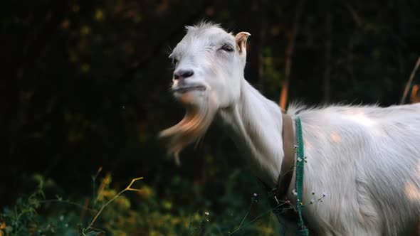 Curious Happy White Goat Grazing in the Park. Portrait of a Funny Goat. Farm Animal. The Goat Is alt