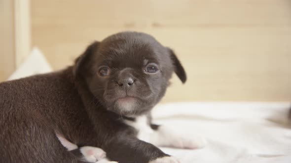 YAWNING - A Japanese Chin, Chihuahua mix 3 week old puppy at home alt