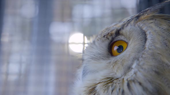 Orange eyes of Siberian eagle owl entrapped in cage. Close up. Side view. alt