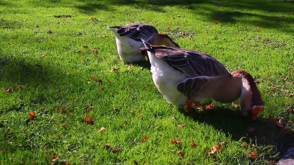 Geese Eating Small Animals from Green Grass