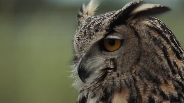 Eurasian eagle owl looking around slow motion alt