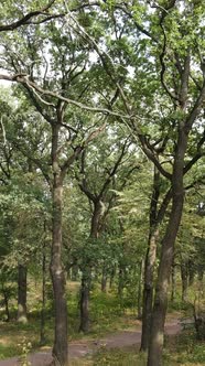 Aerial View of Green Forest in Summer alt