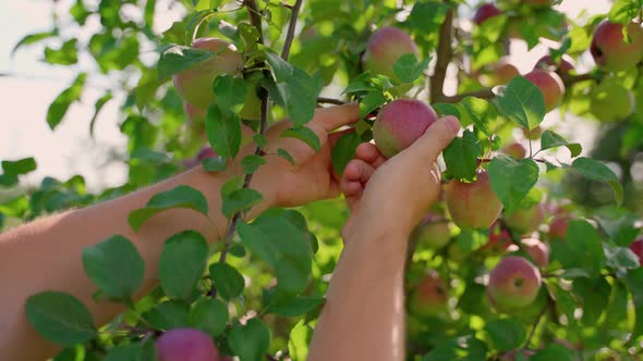 oung farmer inspecting an ecological apple before harvest. Closeup on men's hand at work in 4K alt
