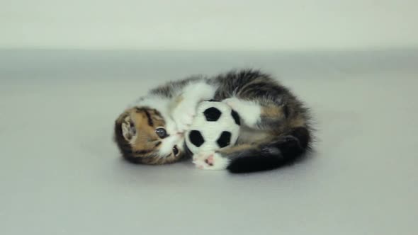 Funny Kitten With Football Ball