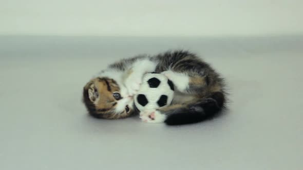 Funny Kitten With Football Ball alt