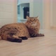 Large Fluffy Cat Lies Beautifully On Floor In Interior Modern Apartment. Portrait Cat With Stripes. - VideoHive Item for Sale