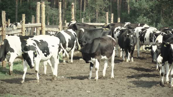 Cows on the Farm. Agriculture alt