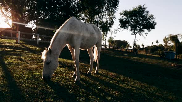White horse grazing in rural area during sunset hour. Sunlights brightening on background alt
