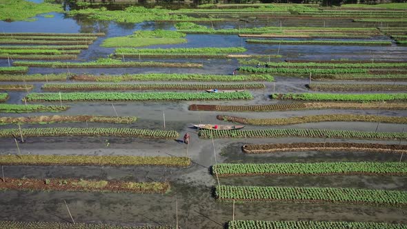 Aerial view of farmers doing the harvest in Banaripara, Barisal, Bangladesh. alt