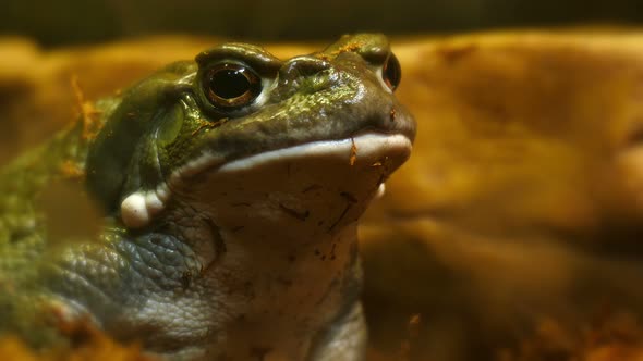 Portrait of Brown Toad Sits on the Sand