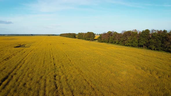 Rapeseed in full bloom