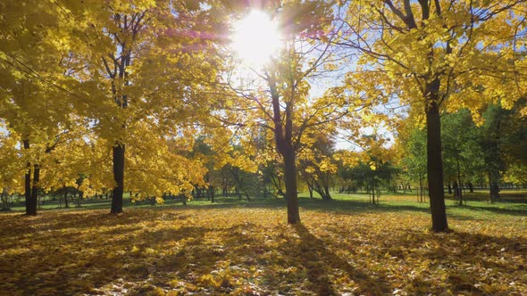 Park or Forest with Yellow Maple Trees at Sunny Autumn Day alt