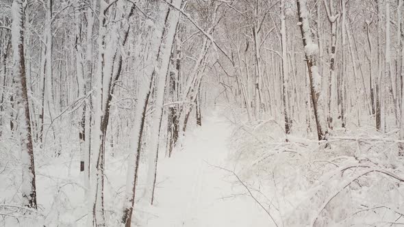 Footpath Through Birch Tree Forest, Winter Forest, Trees in the Snow alt