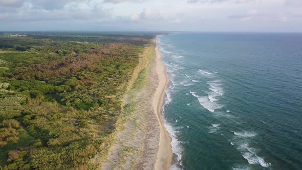 Coast Near the Forest alt