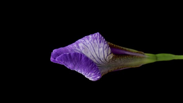 Vertical Video Timelapse of Growing Blue Iris Flower