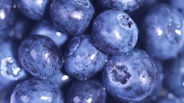Blueberry Closeup