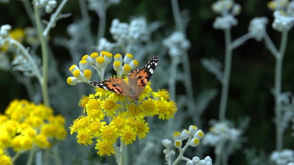 Butterfly Named Vanessa Cardui On Yellow Flowers  alt