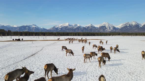 Herd of Elks Cervus Elaphus Sibiricus Grazing in Winter with Mountains at Background alt