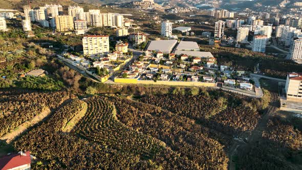 Dry Banana Plantations Aerial View 4 K Alanya Turkey alt