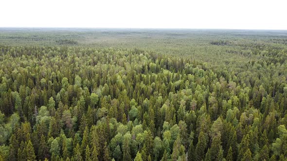 Aerial Top Down View on Forest in the Summer, Drone Shot Flying Over Tree Tops, Nature Background