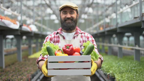 Cheerful Farmer Showing Organic Vegetable Harvest Box, Greenhouse Technologies