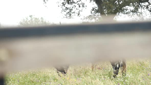 Shot of an angry bull on a field alt