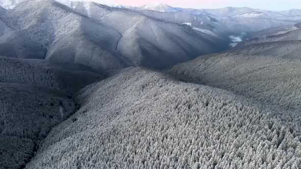Flying High Above Snow Covered Pine Forest Unveiling  Mountain Range
