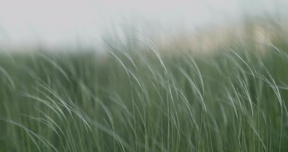 The Grass Stipa Sways in the Wind