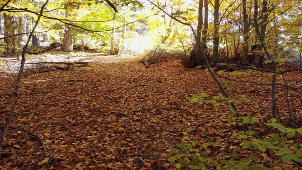 Dry Autumn Leaves on Pristine Natural Forest Floor