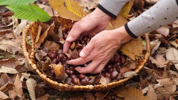 Woman's hands in a chestnuts wicker basket. alt