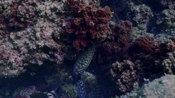 Moray eels hidding and moving between rocks in the mediterranean sea. Shot in slow motion. alt