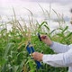 A Research Agronomist Stands in a Corn Field and Examines Corn Stalks with a Magnifying Glass and - VideoHive Item for Sale