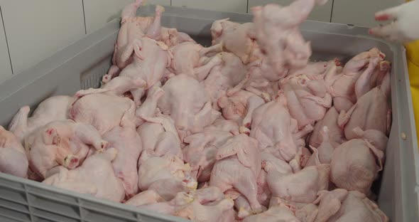 There Are Many Chicken Carcasses In A Large Container alt