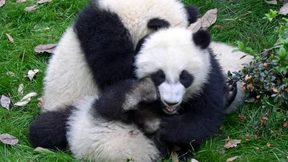 Three Baby Pandas Playing and Fighting with Each Other on the Green Grass.  alt