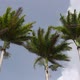 Palm trees in the wind	 - VideoHive Item for Sale