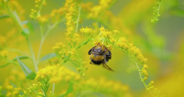 Shaggy Bumblebee Pollinating and Collects Nectar From the Yellow Flower of the Plant alt