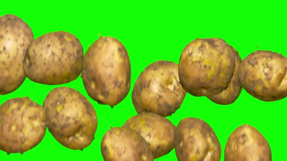 Unwashed Potatoes In A Jump On Chroma Key