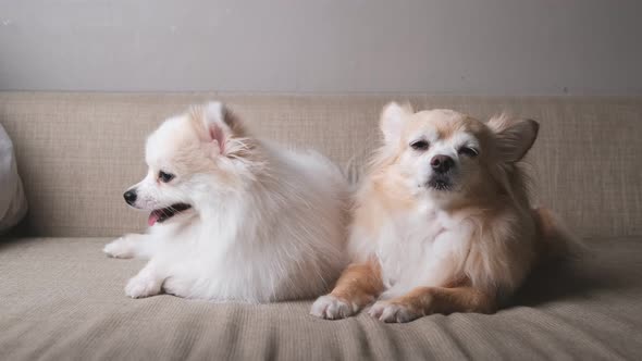 cute relax white hair pomeranian and brown chihuahua dog