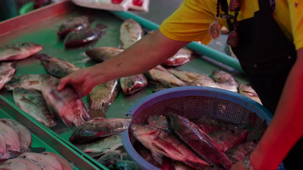 Close Up of Man Putting Fresh Fish on Strainer with Fish Jumping on Background alt