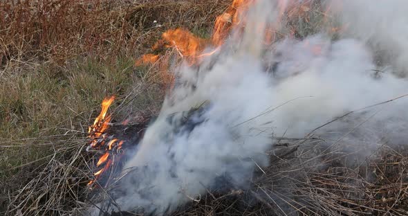 Smoke Rise From Fire of Fallen Leaves Grass and Garden Refuse During Autumn Cleaning Period alt