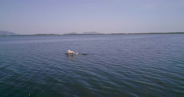 Pelican on the Salt Lakes of Vlore Albania alt
