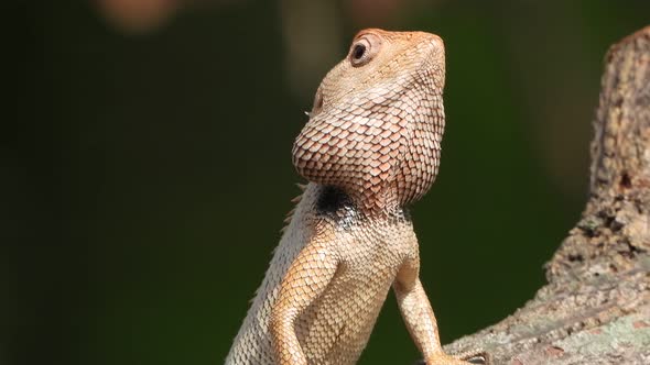 Lizard in tree - waiting for pry. alt