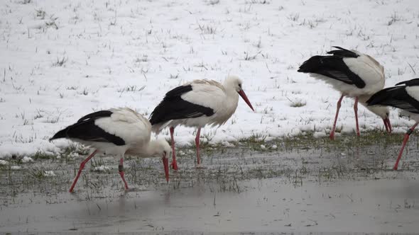 Tracking shot showing group of storks looking for food in frozen lake during cold snowy winter day i alt