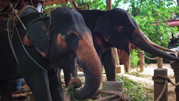 Asian elephants eating cane on the farm for entertainment tourists alt