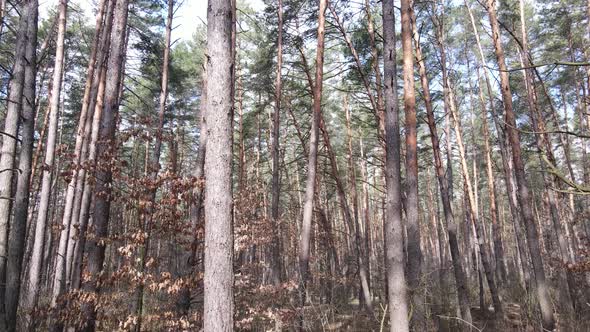 Trees in a Pine Forest During the Day Aerial View alt