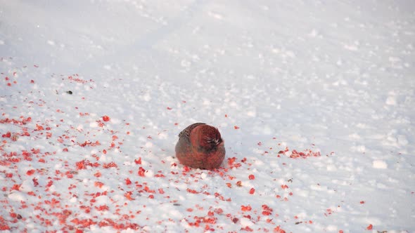 Bullfinch Jumps in the Snow and Eat Red Berries