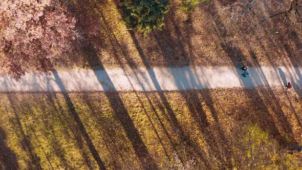 Morning in Autumn Forest alt