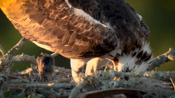 Osprey Feeding Chicks on a Nest alt