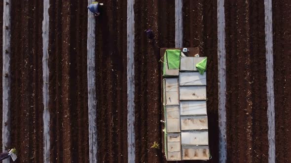 Aerial footage of farm workers working in a field with tractors alt