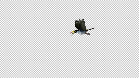 Mountain Toucan - Bird Flying Around - Transparent Loop